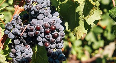 İzmir'in bağcılık mirası Avrupa'ya açılıyor!