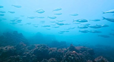 İzmit Körfezi'nde muhteşem değişim... Körfez yeniden can buldu