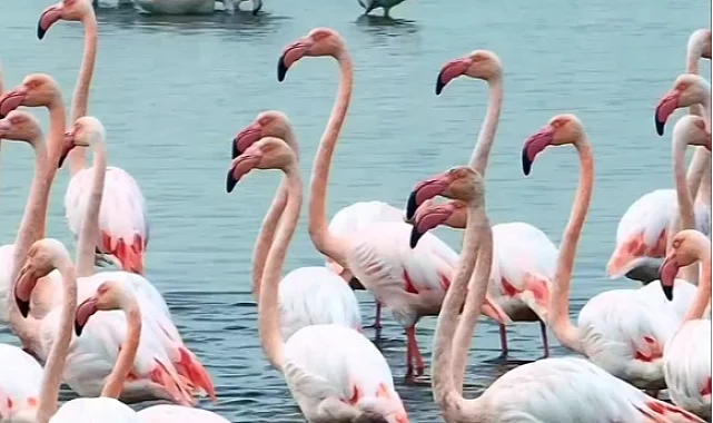 İzmit Körfezi'nde pembe dans