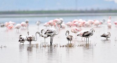 Keşan Kent Konseyi'nden Gala Gölü çağrısı: Doğanın kalbine türbin dikilmesin!