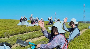 Kocaeli'de 1.140 dekarlık alanda biberiye zamanı