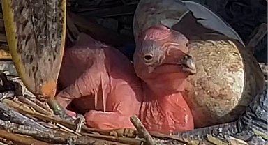 Manyas Kuş Cenneti'nde yeni hayat! Tepeli Pelikan yavruları yumurtadan çıktı