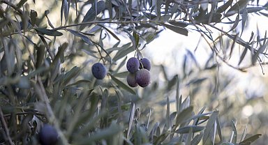 Mersin Büyükşehir'in fidanları üreticinin umudu oldu