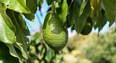 Mersin'de 22 binden fazla avokado fidanı üreticiyle buluştu