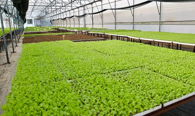 Ordu'da 400 bin kışlık fide dağıtıma hazır