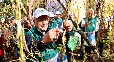 Ordu'da Akkuş fasulyesi markalaşıyor, hasat başladı
