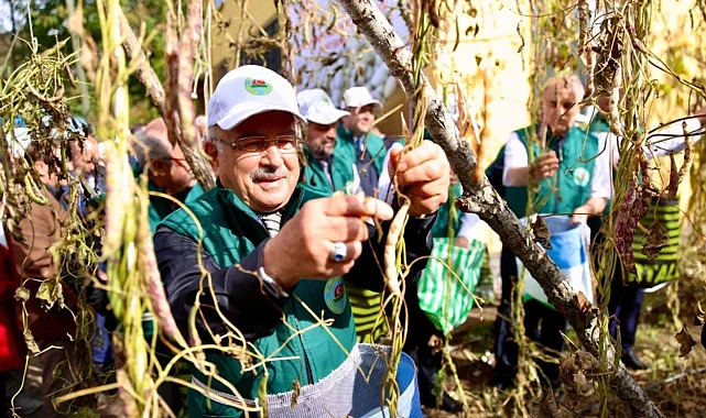 Ordu'da Akkuş fasulyesi markalaşıyor, hasat başladı
