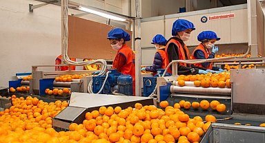 Satsuma mandalinanın yolculuğu 17 Ekim'de başlıyor