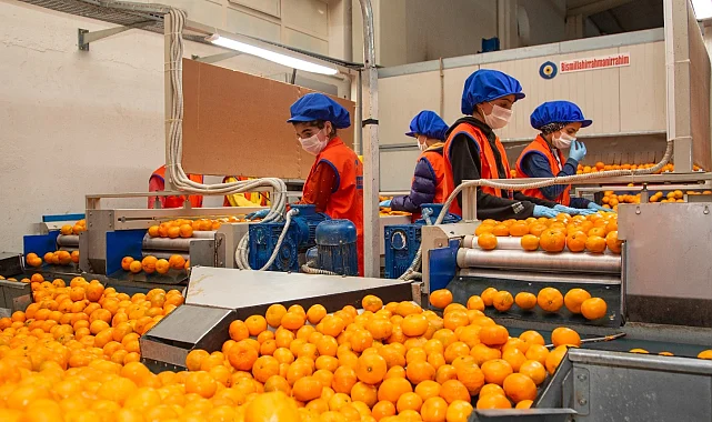 Satsuma mandalinanın yolculuğu 17 Ekim'de başlıyor