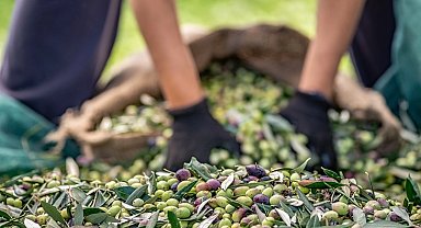 Sofralık zeytin ihracatında 255 milyon dolarlık tarihi rekor