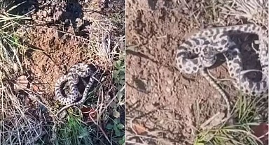 Vatandaşın Mantar Turu Tehlikeli Karşılaşmayla Sonlandı