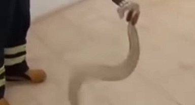 Adıyaman'da cami lavabosunda zehirli yılan paniği