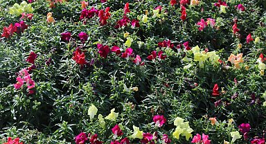 Antalya'da kışlık çiçeklerle rengarenk kent silüeti