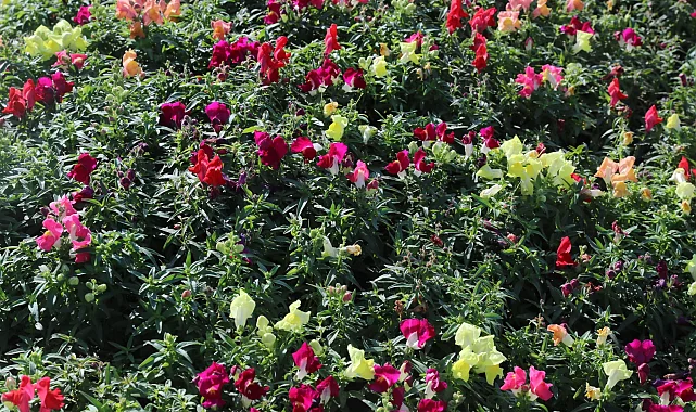 Antalya'da kışlık çiçeklerle rengarenk kent silüeti