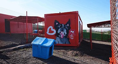 Balıkesir'de can dostlar için doğal yaşam alanı