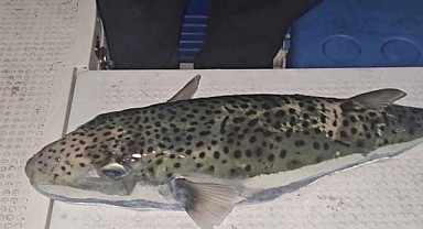 Benekli Balon Balığı Marmara’da