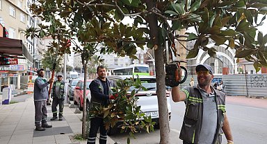 Çayırova'da mevsimlik budamalar başladı