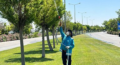 Gaziantep'te yoğun ilaçlama seferberliği