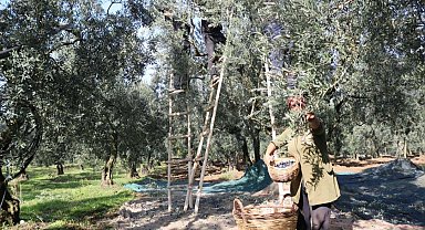 Marmarabirlik zeytin alım fiyatlarını açıkladı... Taban 55 TL, tavan 160 TL!