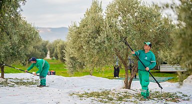 Muğla'da Milas Belediyesi zeytin hasadına başladı