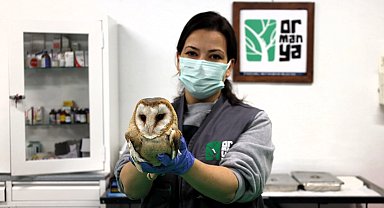 Ormanya yaban hayvanlarına umut oluyor