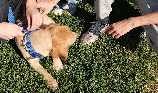 "Pati İzi" sokak hayvanlarına umut oluyor