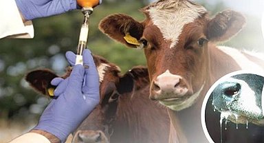 Şap hastalığı kontrol altında!