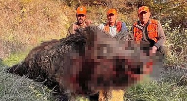 Tekirdağ’da Dev Boy Domuz Avı