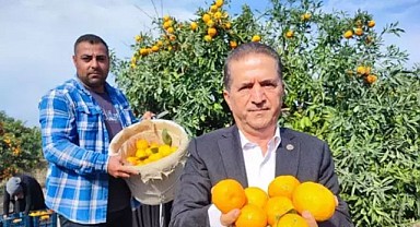 Toplanamayan Meyve Pazarı Çökertti