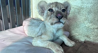 Tuzla'da kaçak aslan yavrusu kurtarıldı... Tedavisi Aslan Park'ta sürüyor