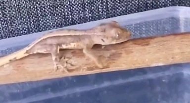 Burdur'da yasaklı yaban hayvanları ele geçirildi