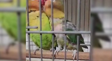 Çanakkale Biga'da belgesiz papağan operasyonu: 9 kuş yakalandı