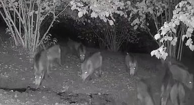 Düzce'de ayı ve domuz sürüsü köy evlerine indi!