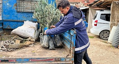 Eskişehir Büyükşehir'den üreticiye zeytin fidanı desteği