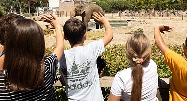 İzmir Doğal Yaşam Parkı'nın fillerine hayat kurtaran ayak bakımı