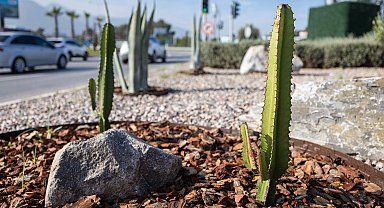 İzmir'in çehresi su tasarruflu bitkilerle güzelleşiyor