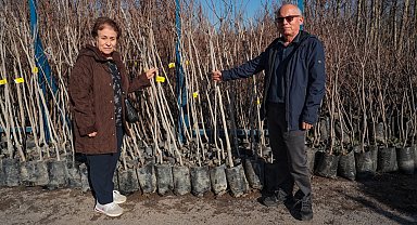 Kocaeli 3 bin 600 Trabzon hurması fidanı dağıtıyor