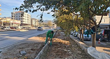 Muğla Milas'ın dört bir yanı yeşile bürünüyor