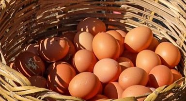 Ordu'da yumurta sektörü yeniden büyüyor