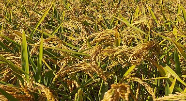 Pirinç ithalatı Ekim'de 13 kat arttı