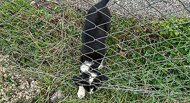 Sakarya'da 11 metrelik çukurdan sağ salim kurtarıldı