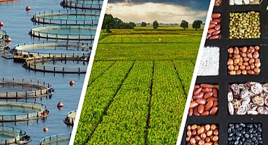 255 milyon lira çiftçilerin hesabında