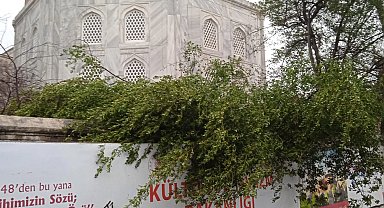 Ayasofya Camii'nde minare alem düştü! Bahçedeki ağaç kontrol altında