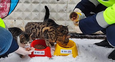 Bursa Büyükşehir patili dostların her daim yanında