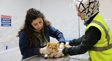 Bursa Büyükşehir patili dostların yanında