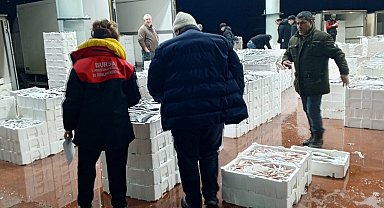 Bursa'da 150 kilogram tekir balığına el konuldu