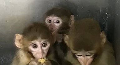 Bursa'da üç makak maymunu koruma altında