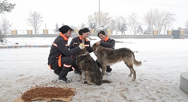 Diyarbakır'da sokak hayvanlarına 50 noktada mama desteği