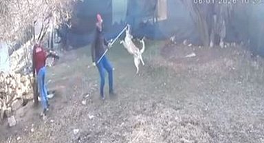 Elmalı'da köpek götürülme görüntüleri tepki çekti