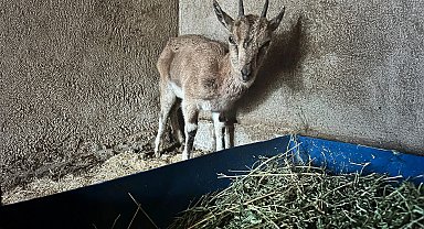 Finike'deki bitkin keçi Kumluca'da tedavi altına alındı